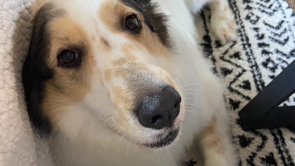image of a white fluffy dog