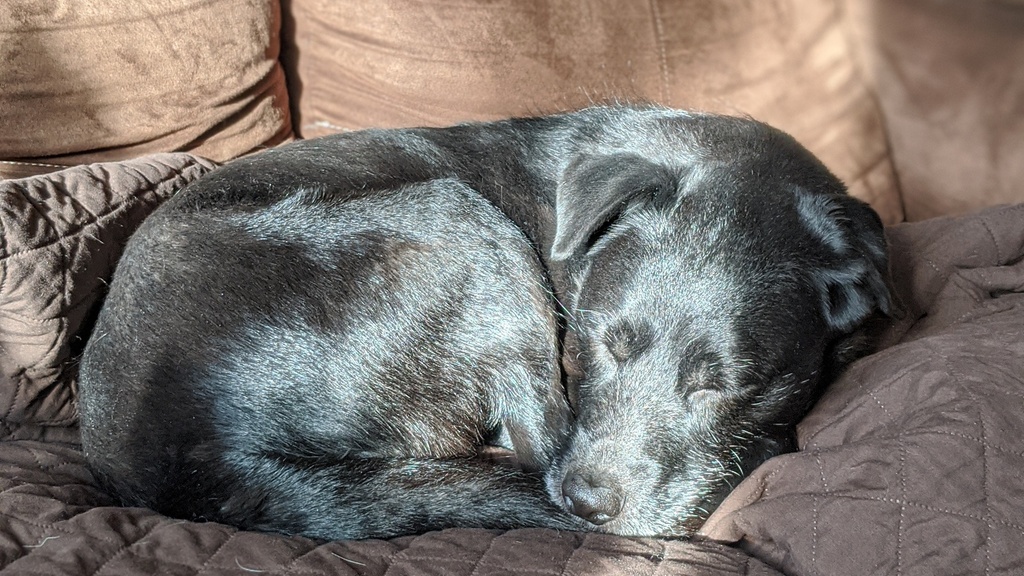 image of black dog napping on a couch with a stream of sunshine across his face