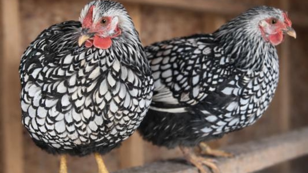 Image of two chickens